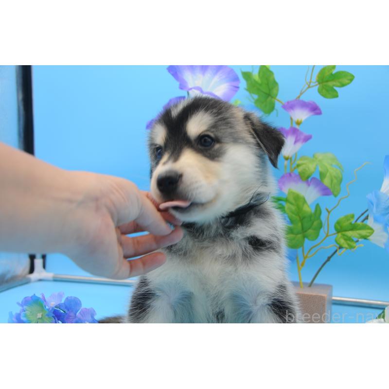 販売中の岡山県のミックス犬-399894の5枚目